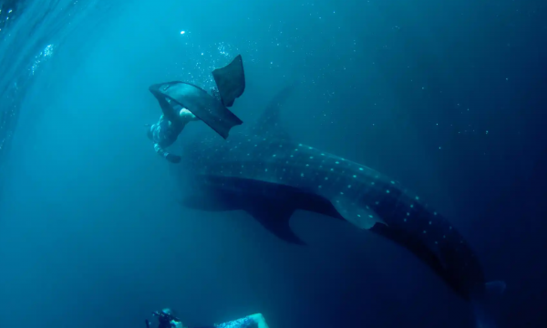 Ga op ontdekkingsreis met walvis-expert Joshua Barton