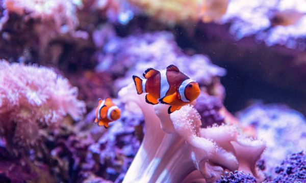 SEA LIFE Scheveningen opent opnieuw: compleet vernieuwde onderwaterwereld vanaf 14 juli te bezoeken
